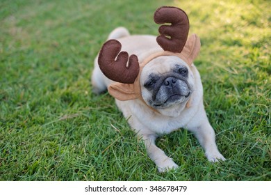 The Pug Dog Wearing Reindeer Head Band. 