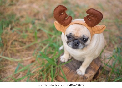 The Pug Dog Wearing Reindeer Head Band. 