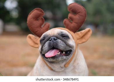 The Pug Dog Wearing Reindeer Head Band. 