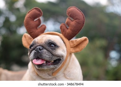 The Pug Dog Wearing Reindeer Head Band. 