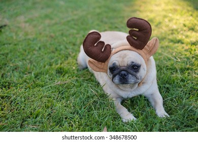 The Pug Dog Wearing Reindeer Head Band. 