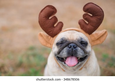 The Pug Dog Wearing Reindeer Head Band. 