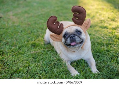 The Pug Dog Wearing Reindeer Head Band. 