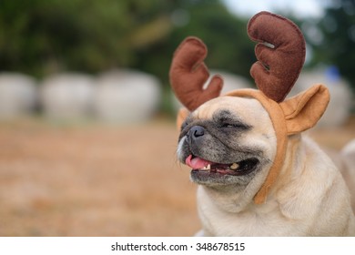 The Pug Dog Wearing Reindeer Head Band. 