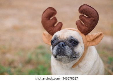 The Pug Dog Wearing Reindeer Head Band. 