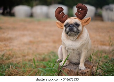 The Pug Dog Wearing Reindeer Head Band. 