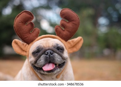 The Pug Dog Wearing Reindeer Head Band. 