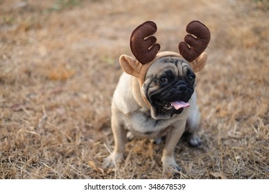 The Pug Dog Wearing Reindeer Head Band. 