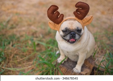 The Pug Dog Wearing Reindeer Head Band. 