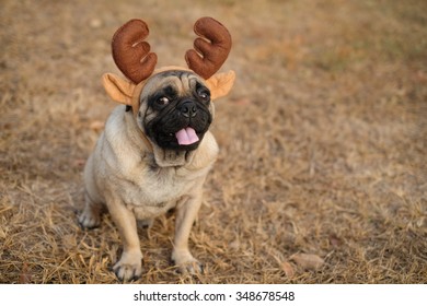 The Pug Dog Wearing Reindeer Head Band. 