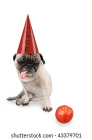 A Pug With A Dunce Hat On