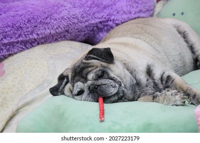 Pug, fat, cute, sleeping with snacks on the bed, obese dog concept