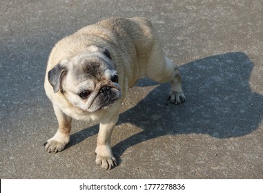    The Pug Is A Funny And Somewhat Clumsy Dog, Smart And Friendly                            