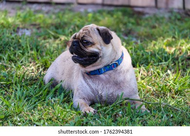 A pug laying on the grass