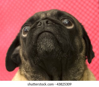 Pug Looking Up