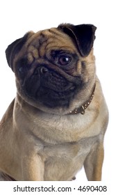 pug looking sad