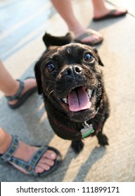 A Pug Mix At A Public Pool