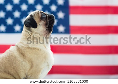 Pug on the background of the American flag. Beautiful beige puppy pug on the background of the American flag on Independence Day.