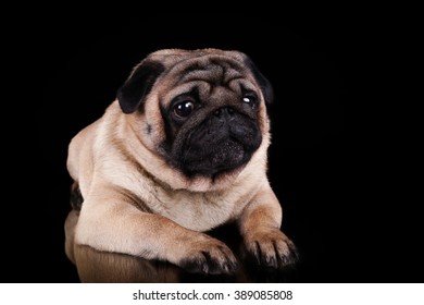 ugly pug dog