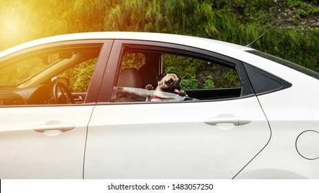 Pug On Car Making Confused Face Expressions And Missing Family Members   