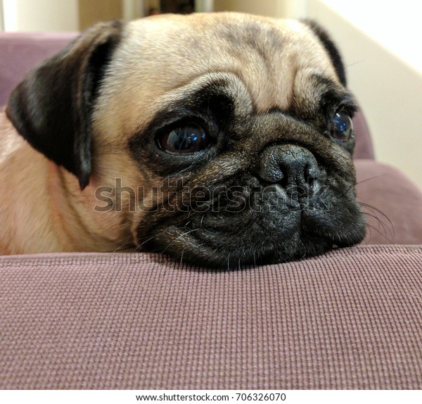 Pug On Chair Staring Thinking Stock Photo Edit Now 706326070