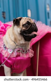 Pug In Pink Dress With Tongue Sticking Out For A Dog Fashion Show