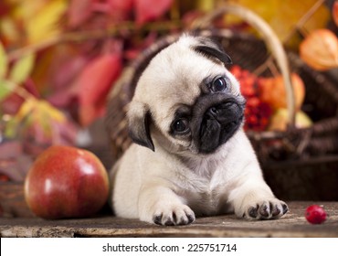 Pug Puppy