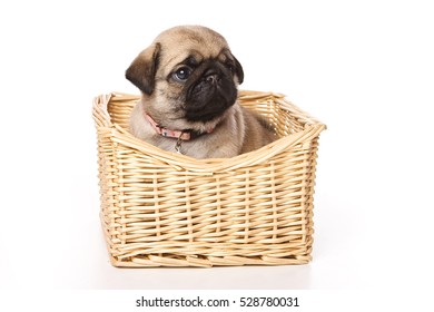 basket of pugs