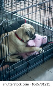 Pug Puppy Crate Training