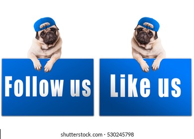 Pug Puppy Dog With Blue Follow Us And Like Us Sign And Wearing Blue Cap, Isolated On White Background