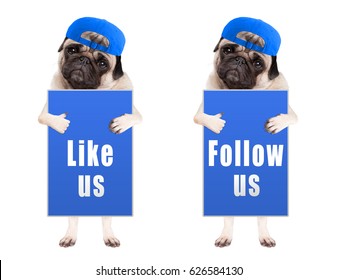 Pug Puppy Dog With Blue Follow Us And Like Us Sign And Wearing Blue Cap, Isolated On White Background