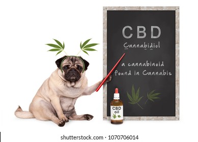 pug puppy dog with hemp leaves diadem pointing at blackboard with text CBD and dropper bottle with oil, isolated on white background