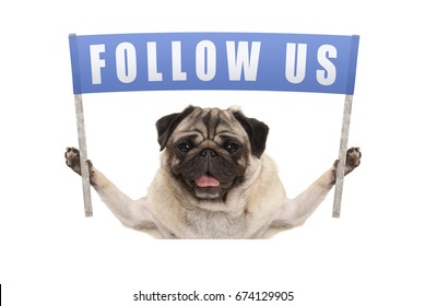 Pug Puppy Dog Holding Up Blue Banner With Text Follow Us For Social Media, Isolated On White Background