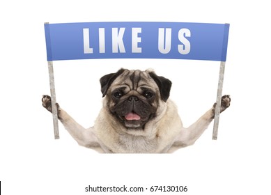 Pug Puppy Dog Holding Up Blue Banner With Text Like Us For Social Media, Isolated On White Background