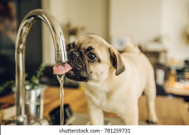 Pug puppy drinking water from the tab