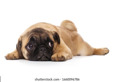 Pug Puppy, Isolated On A White Background