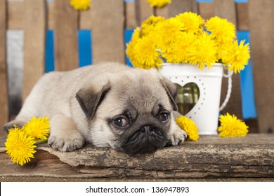 Pug Puppy And Kitten