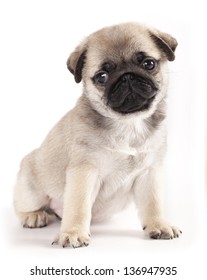 Pug Puppy And Kitten