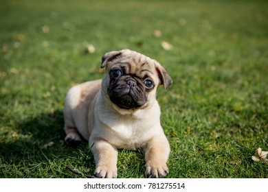 Pug Puppy Laying In The Grass