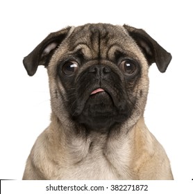 Pug puppy looking at the camera, sticking the tongue out and making a face, isolated on white (5 months old)
