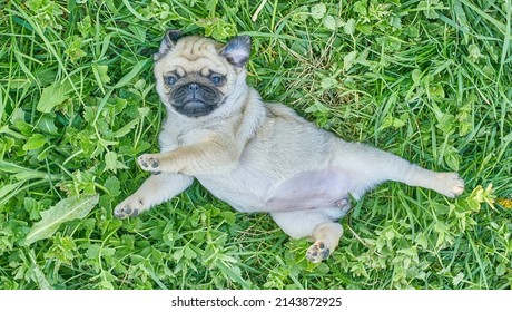 Pug Puppy Lying In Lush Green Grass On The Lawn