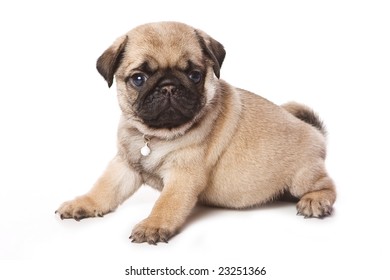 Pug Puppy On White Background