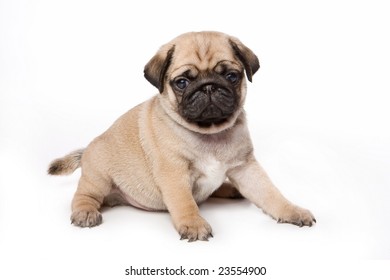 Pug Puppy On White Background