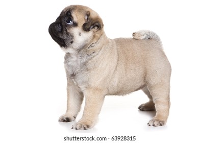 Pug Puppy On White Background