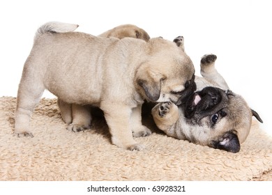 Pug Puppy On White Background