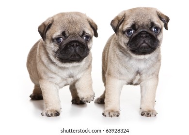 Pug Puppy On White Background