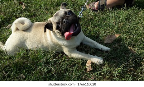 Pug Puppy Playing Inside The Park