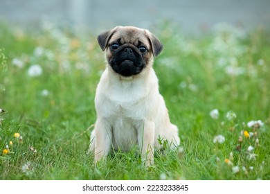 pug puppy playing in nature - Powered by Shutterstock
