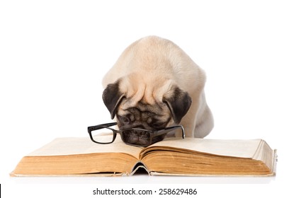 pugs reading glasses