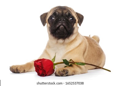 Pug Puppy Red Rose Stock Photo 1652537038 | Shutterstock